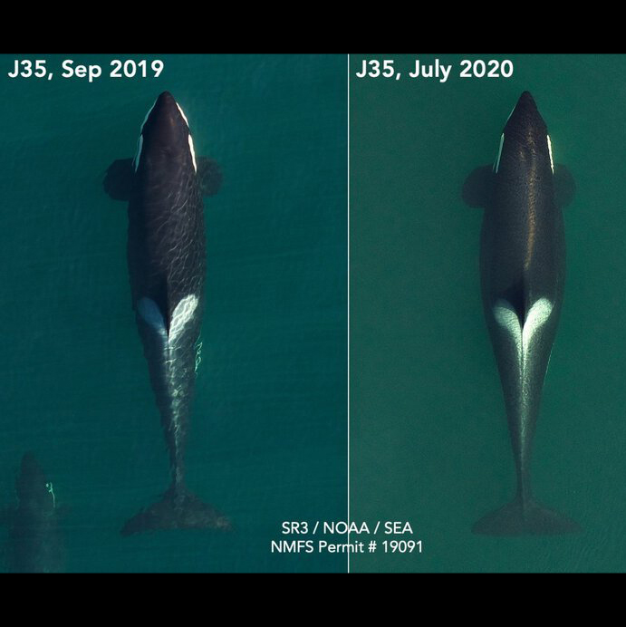 Tahlequah: The World’s Most Famous Orca is Pregnant!